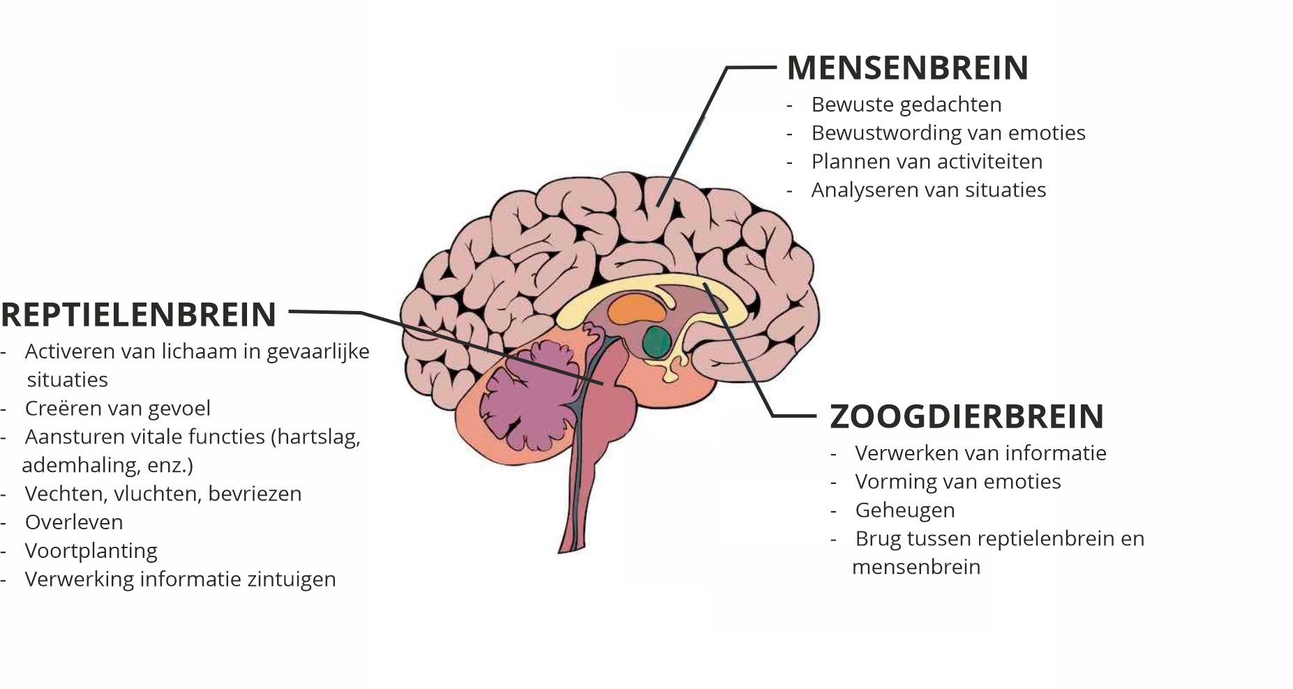 Psycholoog Geldrop - Feel It 2 - Mensenbrein, zoogdierbrein, reptielbrein